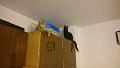 2016-04-23 17.59.48 - Inka i Misia